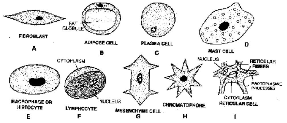 Connective Tissue